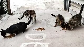 The street cats all ate together nicely.