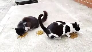 Street cats know I'm going to feed them.