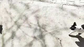 They came running when they saw me because they knew I was going to give them food.