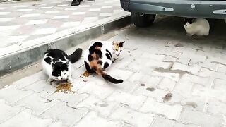 Two stray cats ate to their heart's content, and I fed the third one later.