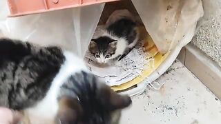 I swapped the mother cat and her mother's places.