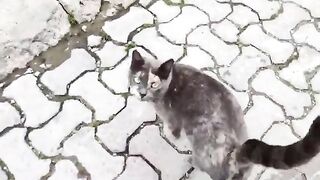 Street cats need both food and love. 2