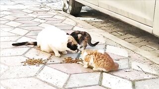 The mother cat and her kittens ate together.