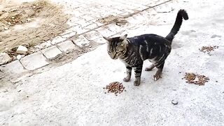 The cat stopped eating and became interested in the camera.