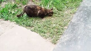 КРАСИВАЯ КОШКА