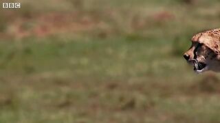 Cheetah chases wildebeest.mp4.2026