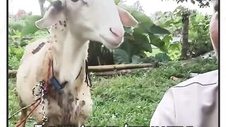 pantesan gak kepilih jadi hewan qurban