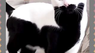 Warnanya Hitam atau Putih