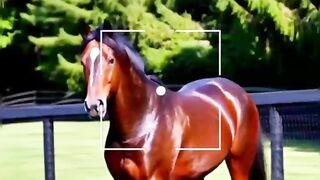 This Horse Costs $70 Million… More Than a Bugatti! ????