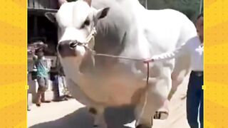 To much gak sih kalo bawa sapi segede gini buat kurban besok?