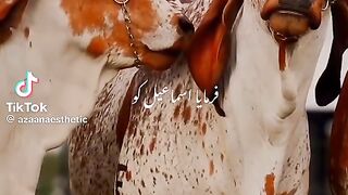Eid UL ADHA