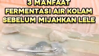 Gak perlu ganti air kolam setelah mijahkan lele dengan cara ini