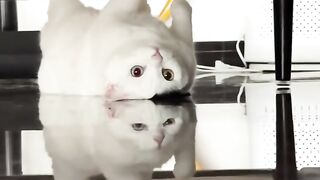 Cat Tried To Act Cool… Gravity Said Nope ????????