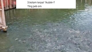 Rumus jumlah tebar bibit lele dikolam Terpal, Beton, Tanah