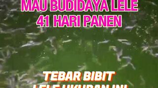 Mau 45 hari panen❗Tebar bibit lele ukuran ini