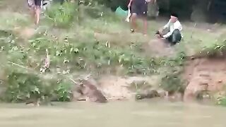 The crocodile on the river bank looks scary
