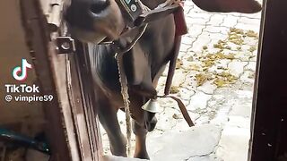 Funny Seen 49