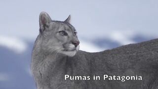 Pumas in Patagonia.mp4.2026