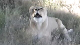 Lioness helps tigress to raise cubs.mp4.2026