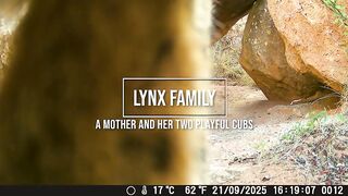 Mother Lynx and Her Playful Cubs.mp4.2026