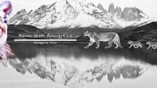 Pumas Walk Amongst Us-Patagonia,.mp4.2026