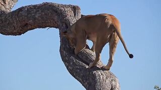 Leopard Cub that’s Hiding.mp4.2026