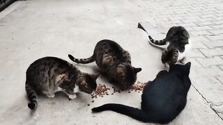 Where I feed the stray cats, they are afraid of the sound of cars passing by.