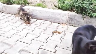 The black cat and the tabby cat next to it happily ate their meal.