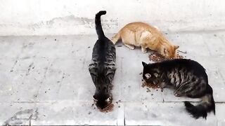 The stray cats didn't even look  me while they were eating.