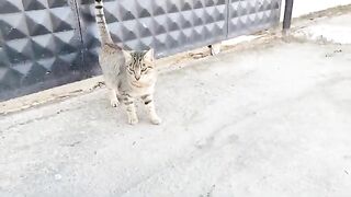 I feed the stray cats I see when I walk the streets.