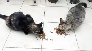 I fed two stray cats.