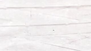 Funny and entertaining dogs