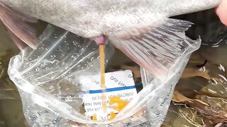 These Eggs Are Worth More Than Gold