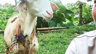kambing slayy
