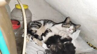 Let's watch the mother cat and her kittens. Motherly love.