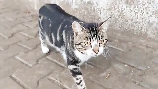 a cat waiting for food on a rainy day.