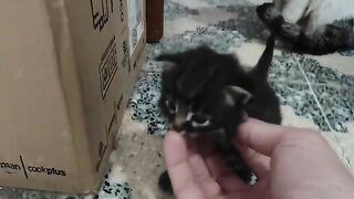 mother cat and her babies.