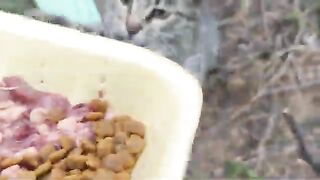 The expectant mother cat is fed every day.