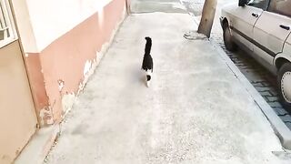My cats come running to me when they see me.