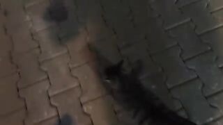 Street cats calling out to me, "We're hungry!"