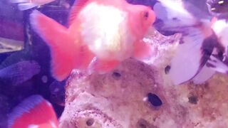 Beautiful fishes 4