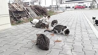 All the cats gathered together and ate a meal. Bon appetite!