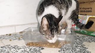 The mother cat moved her kittens from one place to another.