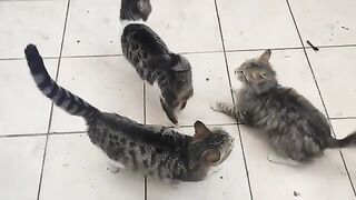It's a rainy day and my street cats are very hungry.