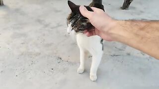 The mother cat gave birth to two kittens and chose to stay safely on top of our house.