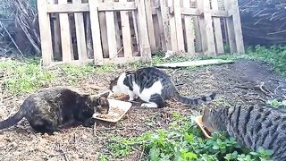 Dozens of cats are fed every day in the empty lot next to the house.