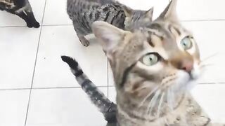 My street cats were very hungry, they all got enough to eat.