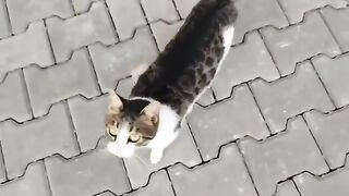 Don't pass by the cats you see on the streets without feeding them.