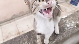 The kittens were very hungry, so I started feeding them as soon as I had the chance.