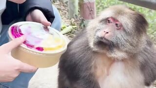 Roadside Rescue: Feeding a Hungry Wild Monkey